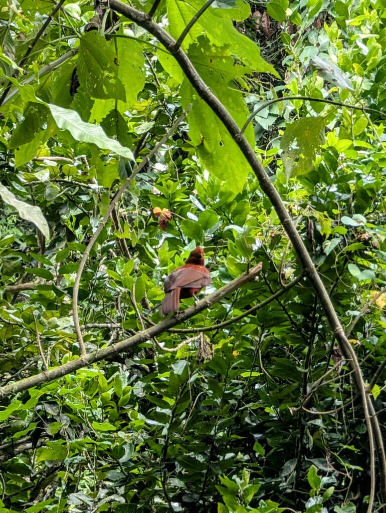 Andean Cock-of-the-Rock Female