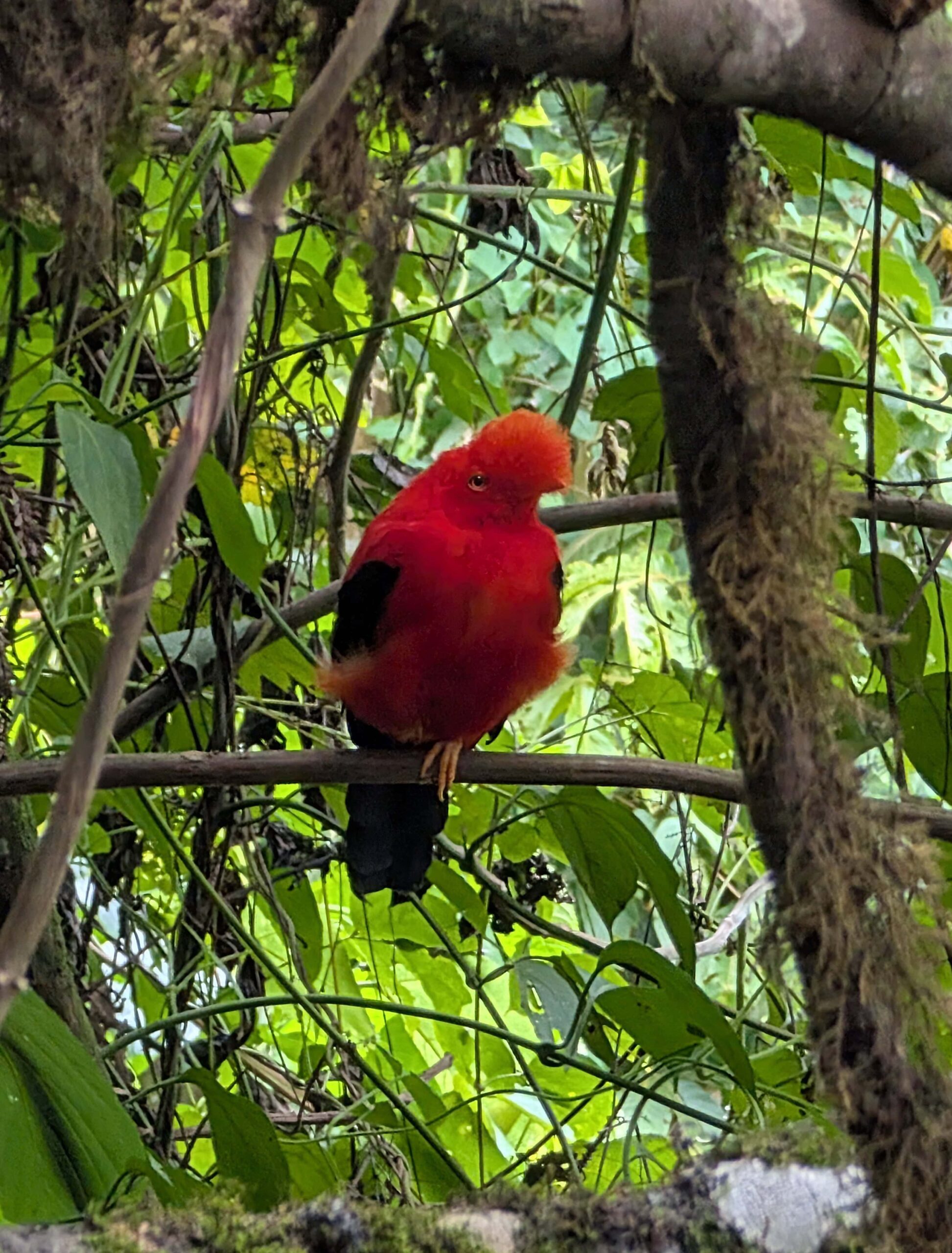 The Andean Cock-of-the-Rock