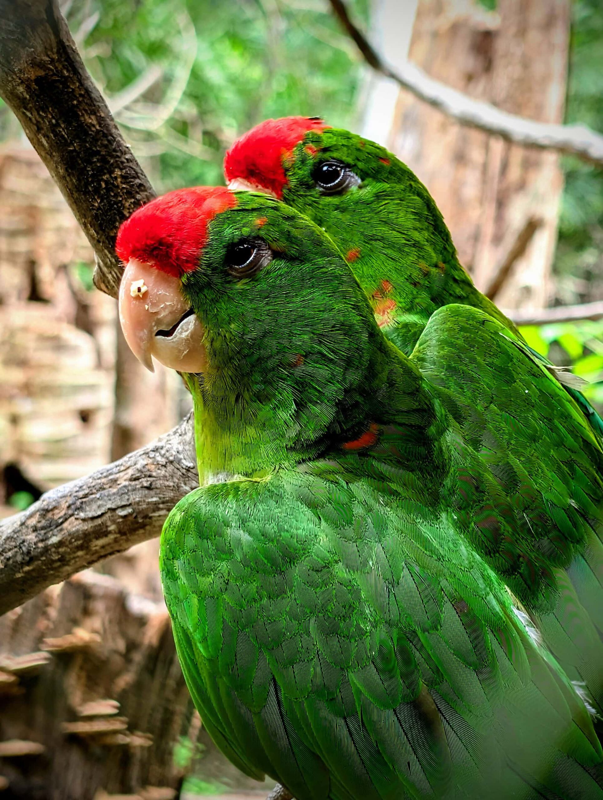 Scarlet-fronted Parakeet
