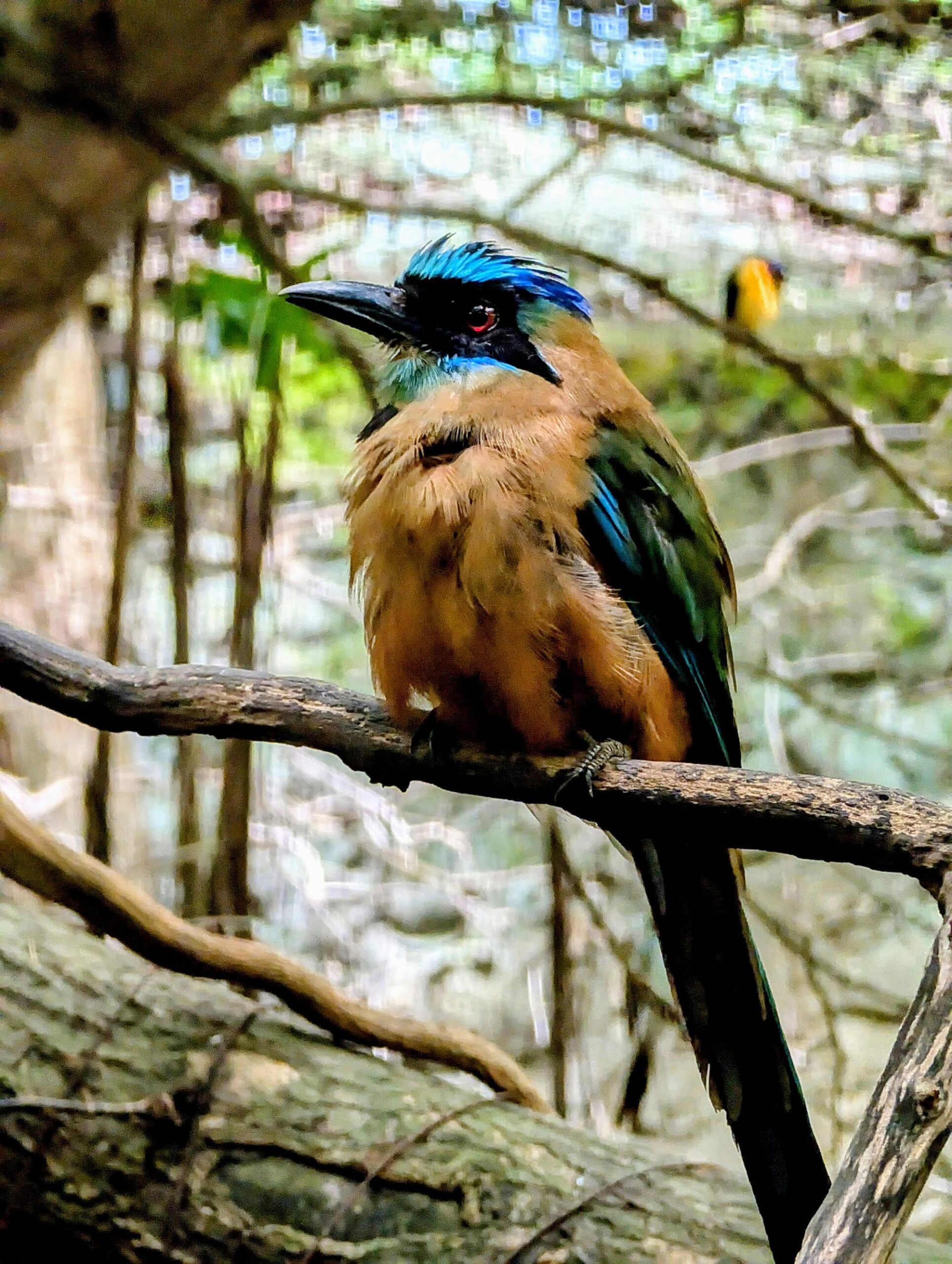 The Blue-capped Motmot