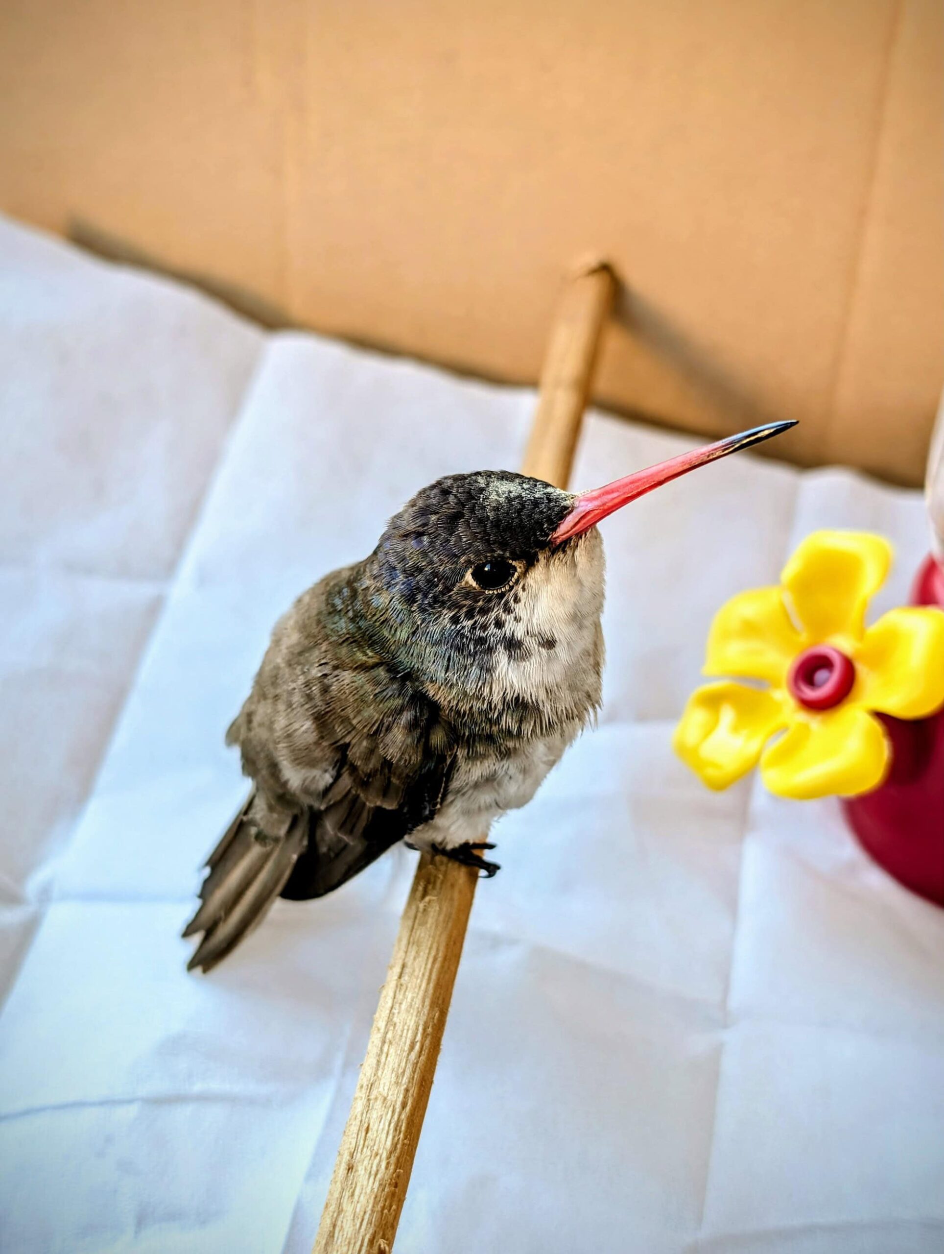 Hummingbirds